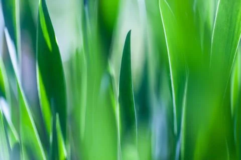 Green grass soft focus macro photo. Shallow DOF Stock Photos
