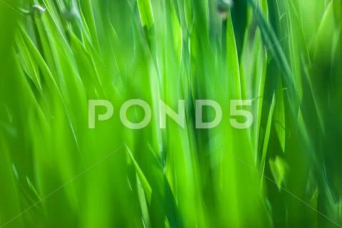 Green grass soft focus macro photo Stock Photos