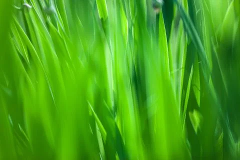Green grass soft focus macro photo Stock Photos