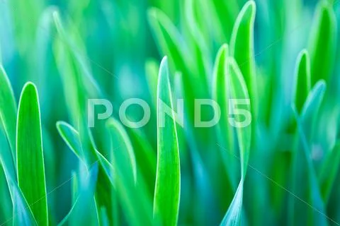 Green grass soft focus macro photo Stock Photos