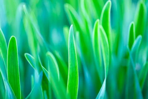 Green grass soft focus macro photo Stock Photos
