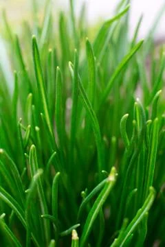 Green grass soft focus macro photo. Stock Photos