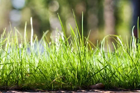 Green grass soft focus macro photo Stock Photos