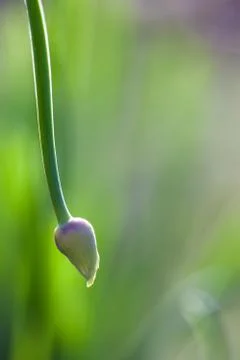 Green grass soft focus macro photo Stock Photos