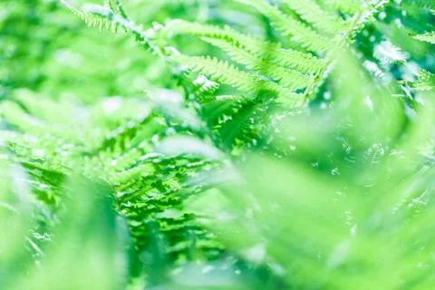 Green grass soft focus macro photo. Stock Photos