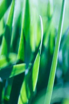 Green grass soft focus macro photo. Stock Photos
