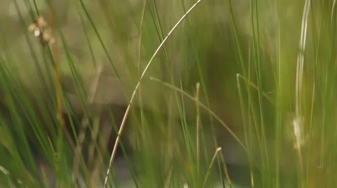 Green grass soft focus pan Stock Footage 67340281