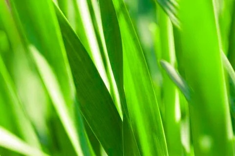 Green grass. Soft focus Stock Photos
