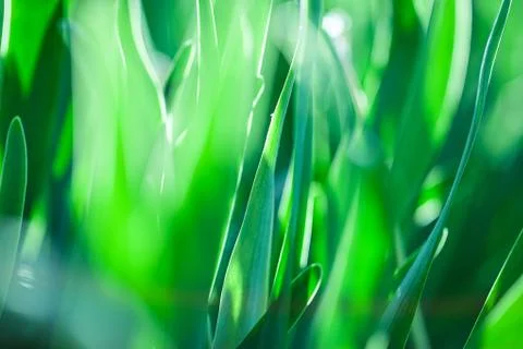 Green grass. Soft focus Stock Photos