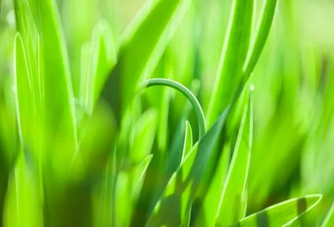 Green grass. Soft focus Stock Photos
