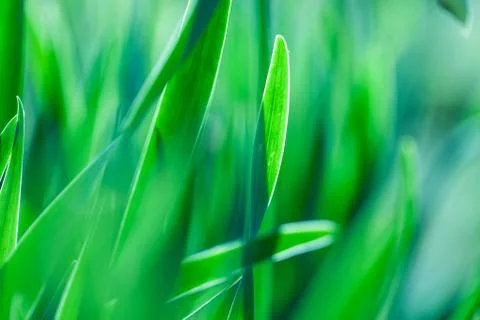 Green grass. Soft focus Stock Photos