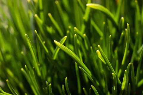 Green grass with soft focus. Spring background Stock Photos