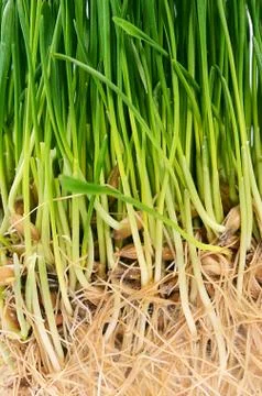 Green grass with soil close up Foto stock