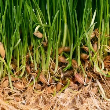 Green grass with soil close up Stock Photos