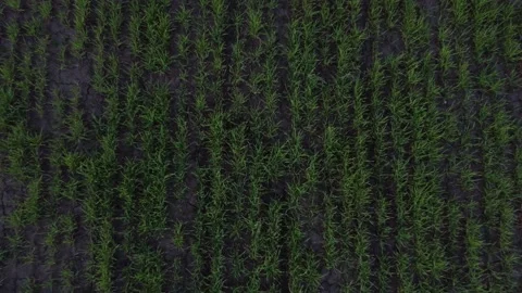 Green grass with in soil isolated on white background Stock Footage 201331421