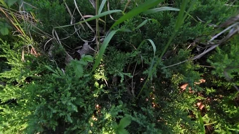 Green grass with some plants under afternoon shadow Stock Footage 201566869