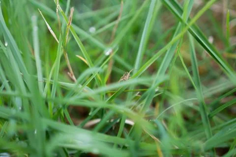 Green grass with a spider. Close-up Stock Photos