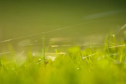 Green grass with spider web Stock Photos