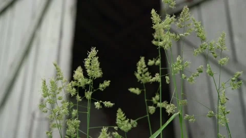 Green grass spikes waved by wind against abandoned building Stock Footage 135516420