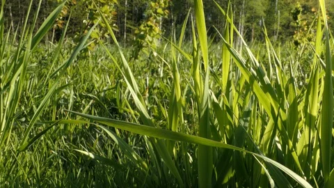 Green Grass On A Spring Day In The Forest Stock Footage 89923212