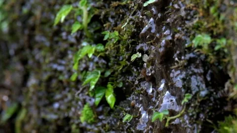 Green grass spring flow around Stock Footage 297732656