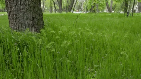 Green grass in spring Stock Footage 70447841