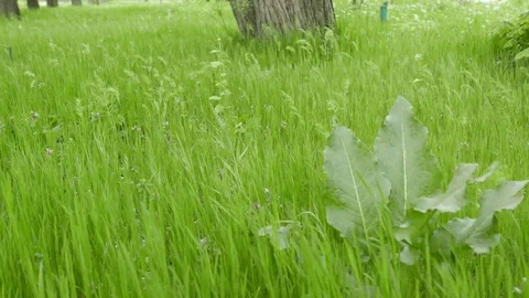 Green grass in spring Video stock 70717715