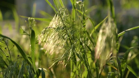 Green grass spring Stock-Footage 192223782