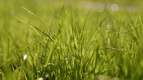 Green grass spring Stock Footage