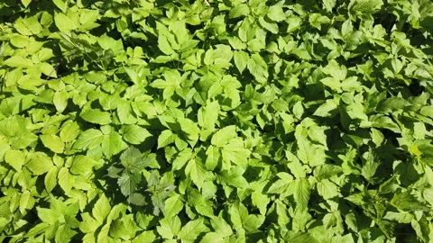 Green grass in spring forest for background Video stock 153848417