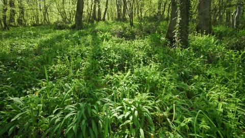 Green grass in spring forest Stock Footage 111224449