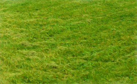 Green Grass Of Spring Stock Illustration