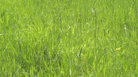 Green grass spring meadow. Stock Footage 82900413