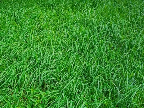 Green grass in spring Stock Photos