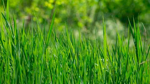 Green grass in the spring sun. Stock-Fotos