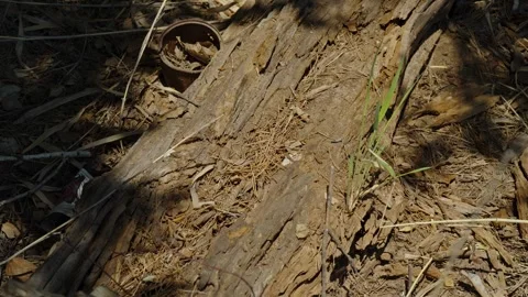 Green grass sprout growing from old decayed log on ground Stock Footage 337389512