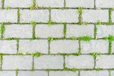 Green grass sprouted between the old cement beech Stock Photos
