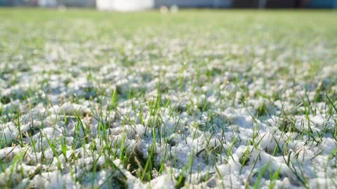 Green grass sprouting through the snow, close-up. Melting snow in spring Stock Footage 314248837