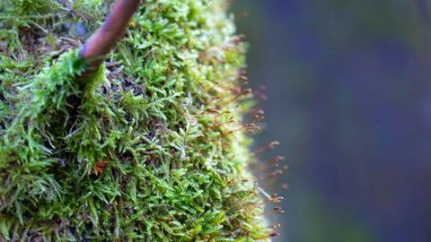Green grass sprouting on tree trunk Stock Photos