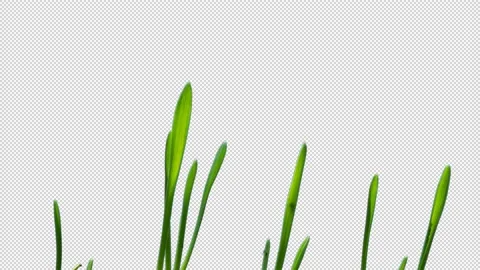 Green grass sprouts in spring, alpha channel, close-up, timelapse. Video stock 192889730