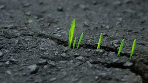 Green grass sprouts sprout through cracks in the asphalt, close-up, timelapse. Stock Footage 192889635