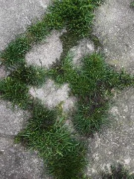 Green grass sprouts through stone Stock Photos