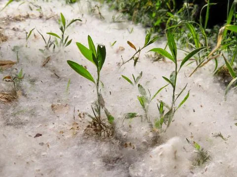 Green grass sprouts through a thick layer of poplar fluff on the ground Stock-Fotos