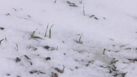 Green grass sprouts from under the snow that melts in the spring Stock Footage 237213662
