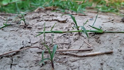 Green Grass Stalk Extending Over Cracked Earth Vídeo Stock 337149892