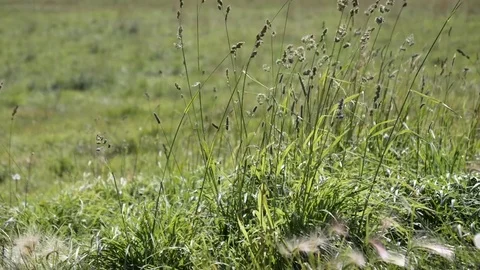 Green Grass Stationary Stock Footage 80441339