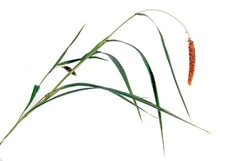 Green Grass Stem with Ear of Red Millet Stock Photos