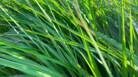Green grass stems close up.  Stock-Footage 339690163