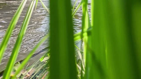 Green grass stems moving gently by river water in sunlight Stock Footage 319343253