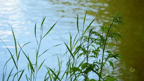Green grass stems on the river bank Stock Footage 232801437